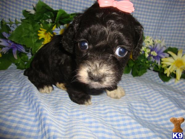 Puppies in Exeter